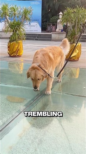 This Dog Thought He Was Walking In The Air 😂