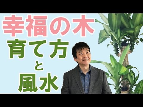 幸福の木を枯らさないための育て方3つのポイントと幸福の木の風水