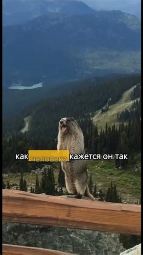 Girl Films a Screaming Beaver