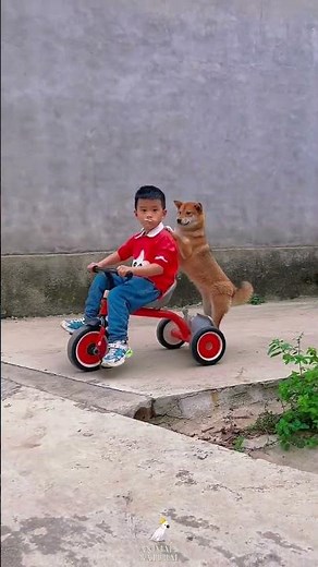 How to Tell if Your Dog Has Worms - Dog Health Check