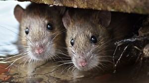 Rat birth control? This Chicago neighborhood will soon try it