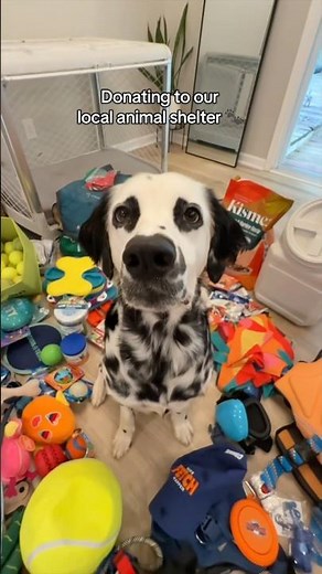 Donating items to our local animal shelter 🤍 #dog #dogs