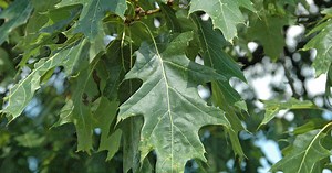 Intro to Trees of Indiana: Northern Red Oak