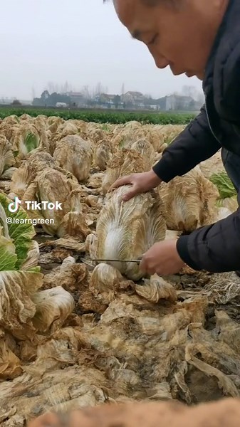 Exploring Different Varieties of Lettuce for Your Next Salad