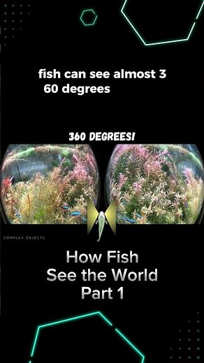 How Fish See the World - Part 1