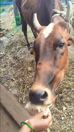 "WOW! Amazing Biggest Cow in The World"