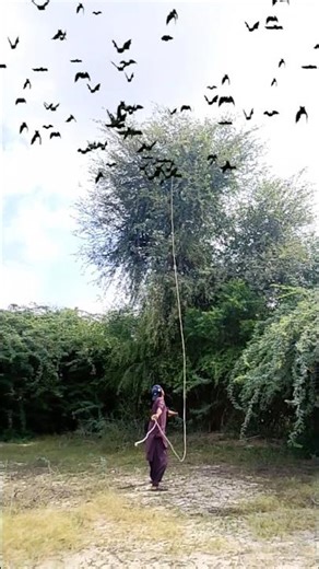 hunting Attack on black Bat 🦇🦇 bird