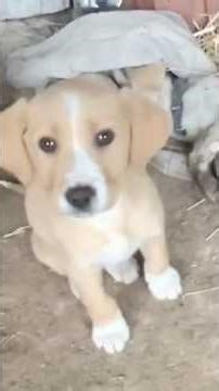 A Brave Little Puppy Faced Loss and Illness But Refused to Give Up on Living