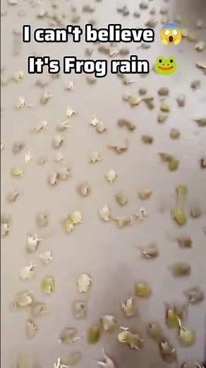 Unbelievable Frog Rain Caught on Camera! 🌧️🐸