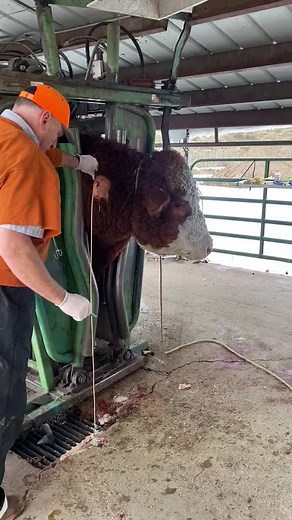 How to Properly Remove a Cow Pimple: Expert Advice