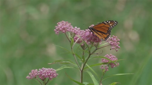 The butterfly effect of one woman's 17-year mission to spread wings of joy