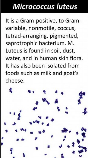 Micrococcus luteus | Quick Learn Micro | Microbiology Shorts