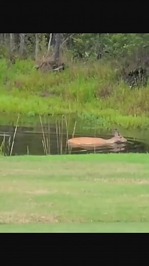 1.6M views · 10K reactions | Bear #bears #animals #wildlife | True nature Reel | Facebook