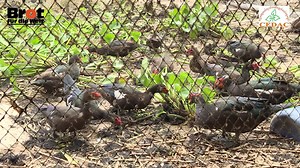 យុវសហគ្រិនកសិកម្ម និងការចិញ្ចឹមទាសរីរាង្គ | CEDAC