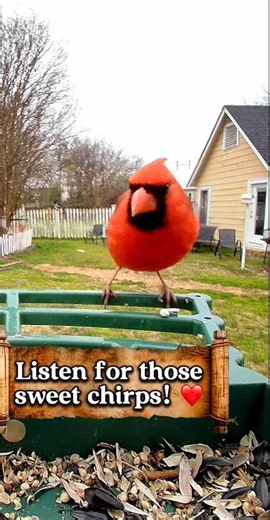 Sweet Chirps! ❤️ Male Northern Cardinal Enjoying a Snack