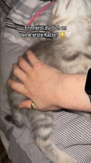 Süße Kätzchen 🐈‍⬛