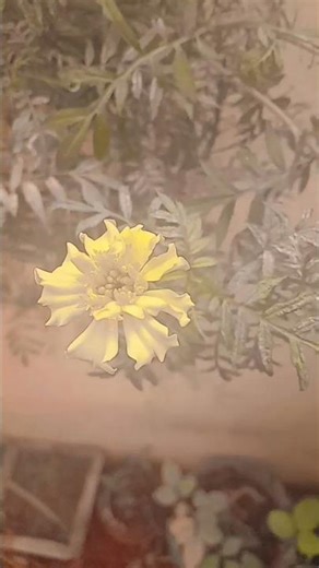 garden love 🪴 #flowers #plantgrowth #gardening #homegardening #ytshorttrending #plantslover