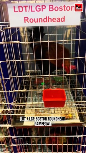LDT / LGP BOSTON ROUNDHEAD GAMEFOWL. #BostonRoundheadElite #GamefowlChampions #LDTLGPStallionBlood