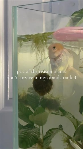Oranda Goldfish and Plant Destruction: A Cautionary Tale