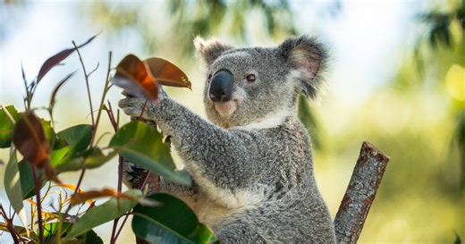World's first koala chlamydia vaccine approved for rollout across country