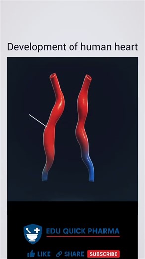 me “🫀 Heart Development Explained in 1 Minute” likh, bold red & blue color.ll