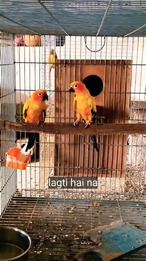 my lovely sun conure pair # Lovebirds #abulaviary #parrot #birds #shortvideo #shorts
