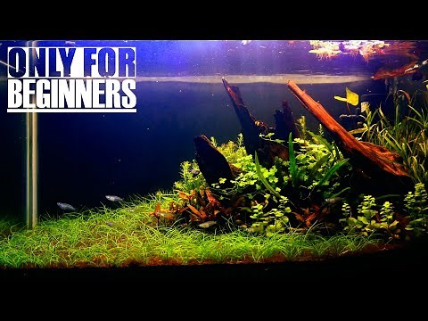 How to Set Up Planted Aquarium for Beginners Without CO2 Injection