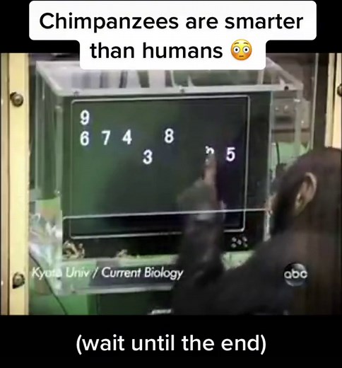 Genuinely one of the most interesting experiments ever 🦍🥜 | Follow for updates on culture, news, the weird & the wonderful #chimpanzees #human #experiment #monkey #learnontiktok