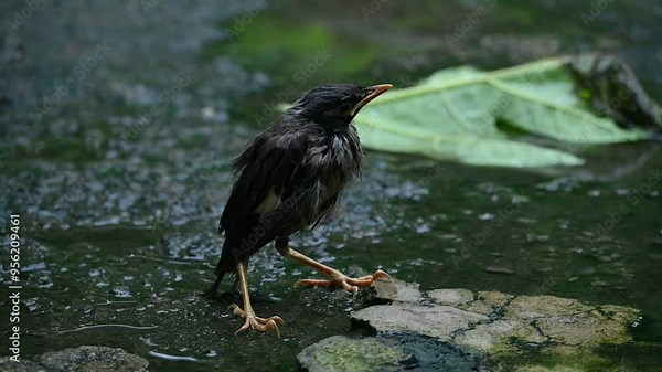 Baby Indian Myna Birds. Its other names Common myna and mynah. This is a bird of the starling family Sturnidae. This is a group of passerine birds which are native to southern Asia. Slow motion video