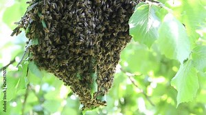 Swarm of bees - honeybees in large number on tree branch