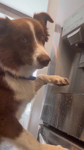 On rare occasion, you can catch him being a bad dog #baddog #showme #duet