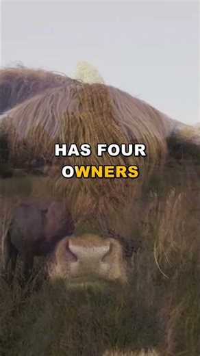 The World's Most Expensive Buffalo Revealed!