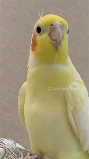 43K views · 2.1K reactions | Adorable Cockatiel Tweety's Cute Opera Singing Moments 列朗 #cockatielscraze #birdsinging #cutepets#cutepetshow #FeatheredFriends #CockatielsCraze #TooCuteToHandle #Cutepets #PetBird #CuteCockatiel #cockatiel #cutepetstrending #FunnyBird | Cockatiels Craze | Facebook