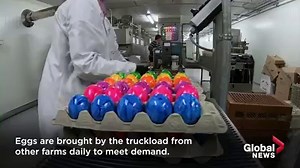 331K views · 507 reactions | A poultry farm in southern Germany prepares for Easter by colouring approximately 13-million eggs. The family-run business in Bad Schussenried, north of Lake Constance and the border with Switzerland, has specialized in colouring eggs since 2008 — and they've been a hit ever since. RELATED: https://globalnews.ca/news/5185907/easter-egg-hunt-struggling-calgary-families/ | Global News | Facebook
