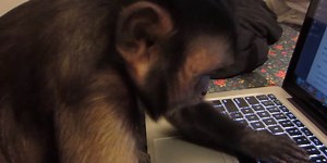 We wonder what this monkey is typing on his MacBook Pro