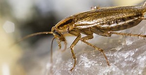 How to Spot a German Roach Infestation and How to Get Rid of Them? | Protech Pest Control