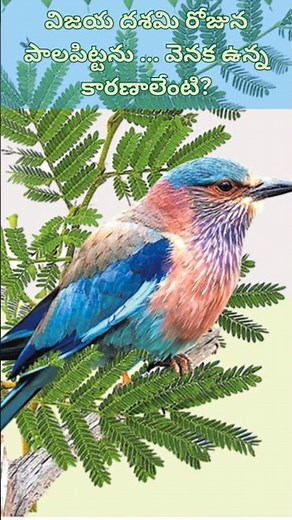 Seeing Palapitta on Vijaya dashami Brings Victory | Powerful Story Behind Tradition | Telangana Bird