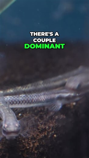 Cobalt Gobies: Stunning Blue Fish in Your Aquarium! #shorts