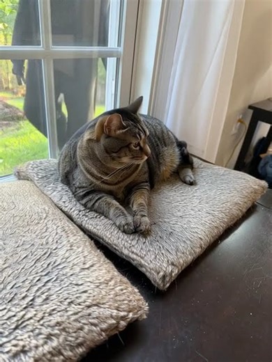 Frankenstein peaking in thru the window at Lilly Cat