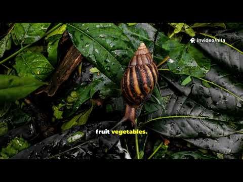 Life Cycle of a Snail #LifeCycleofSnail #LifeofSnail