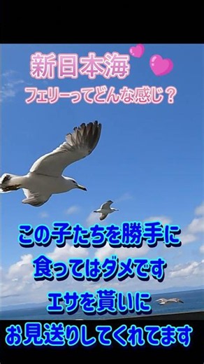 [Ferry Video] What’s the deal with Shin Nihonkai Ferry?