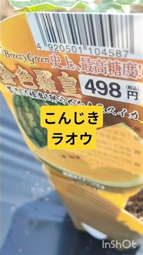 金色羅皇植え付け幻のゴールデンスイカ5〜8月頃に旬をナント種苗が開発し2021年にデビューした、糖度15度以上にもなる超高糖度・黄色大玉スイカ。黄肉特有の爽やかな風味と圧倒的な甘さ金色ラオウ