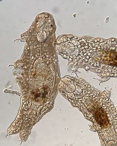 Two freshwater tardigrades feeding on another tardigrade | 2019 Small World in Motion Competition