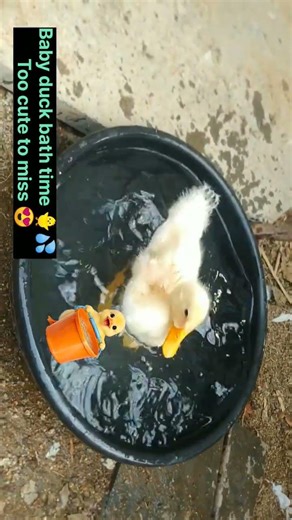 Baby duck bath time 🐥💦 Too cute to miss 😍#usa