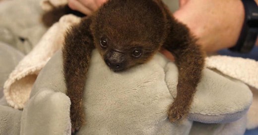 Memphis Zoo debuts new baby sloth