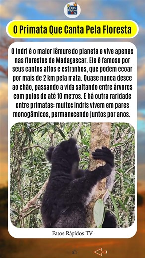 O PRIMATA QUE CANTA PELA FLORESTA! 🐒🎶 Indri: Maior Lêmure do Mundo, Saltos de 10 m e Monogamia Rara!