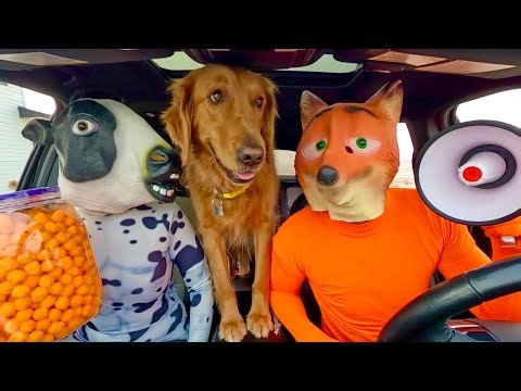 Rubber Ducky Surprises Wolf, Cow & Puppy in Car Ride Chase