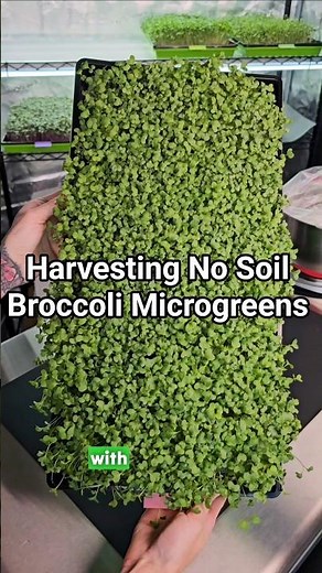 Harvesting Purple Sprouting Broccoli Microgreens at Home Without Soil 🌱