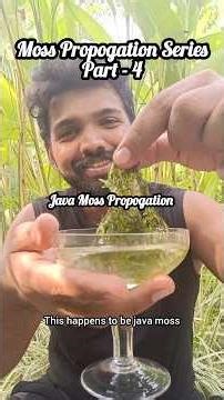 Moss Propogation Series Part 4 | Java Moss #moss #javamoss #terrarium
