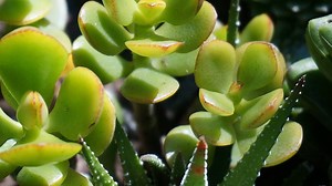 Jade Plant Seasonal Care Guide